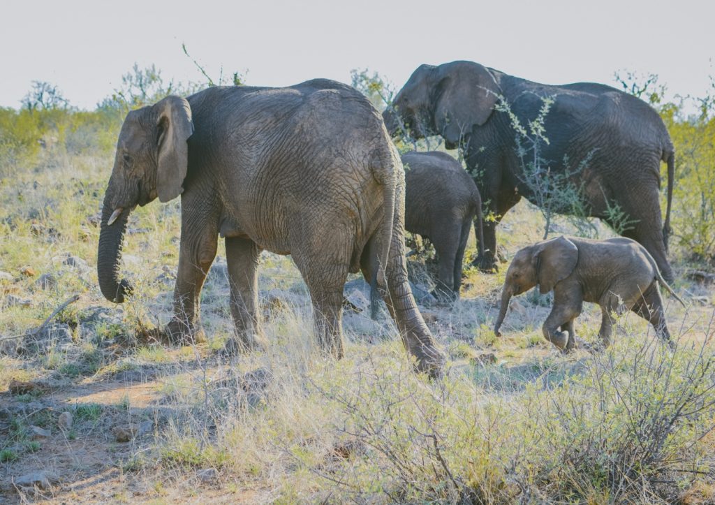 Madikwe, Elephants, Nature, Travel, Safari