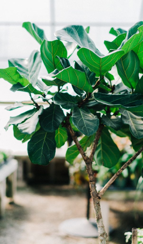 Dear Stella, Mike Marquez, Unsplash