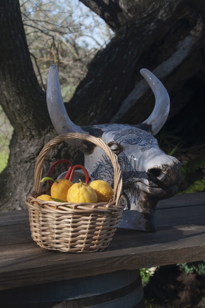 Nguni cow heads by Nikki Swanepoel - Photograph: Michelle Hodgkinson
